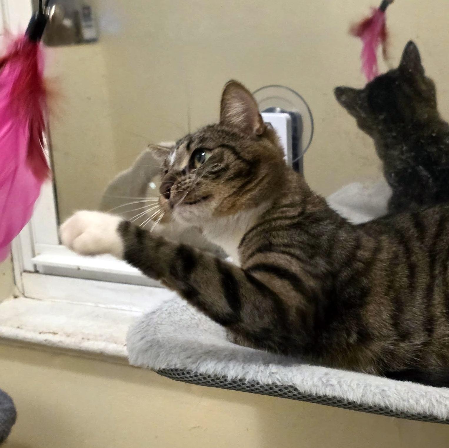 Enlarge Diamond, an adopted Domestic Short Hair in Pittsburgh, PA image 6/6