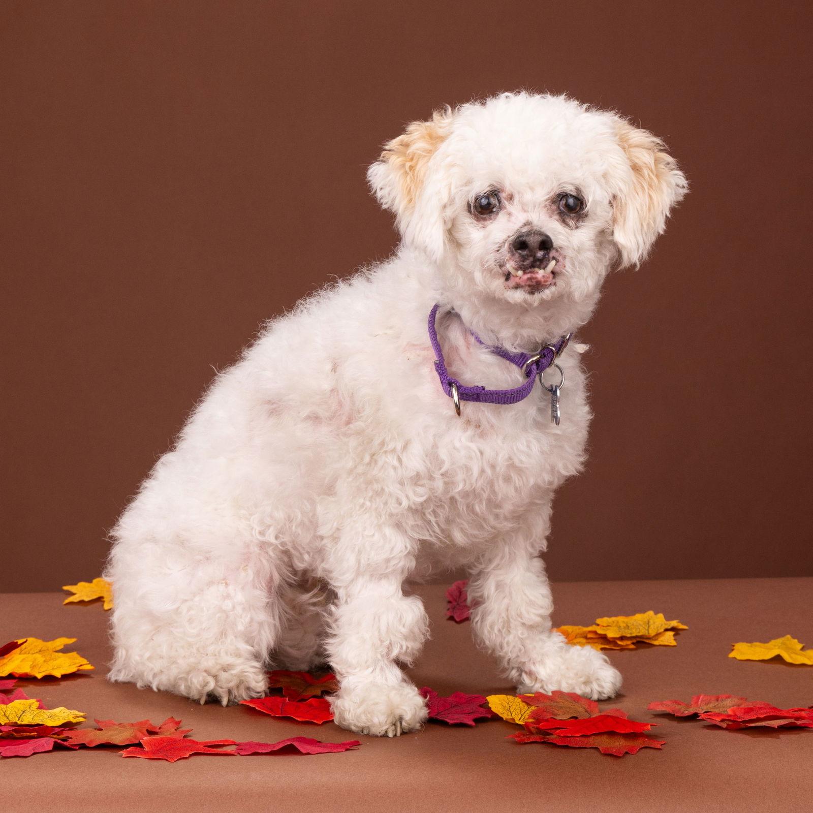 Lambie, Adoptable, Young Male Maltese & Poodle.