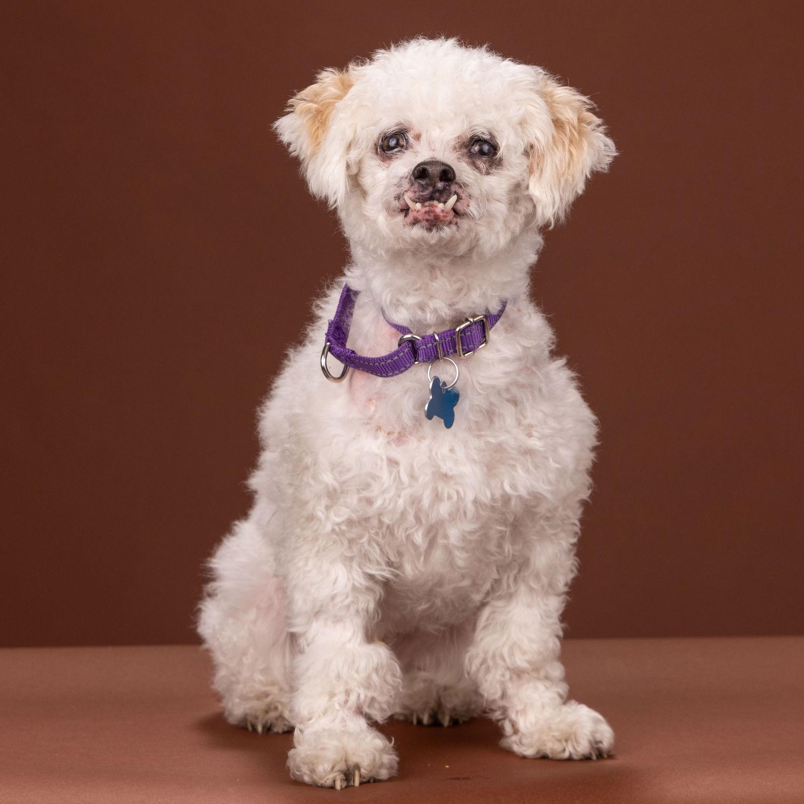 Enlarge Lambie, a Adoptable mixed breed in Palo Alto, CA image 2/3