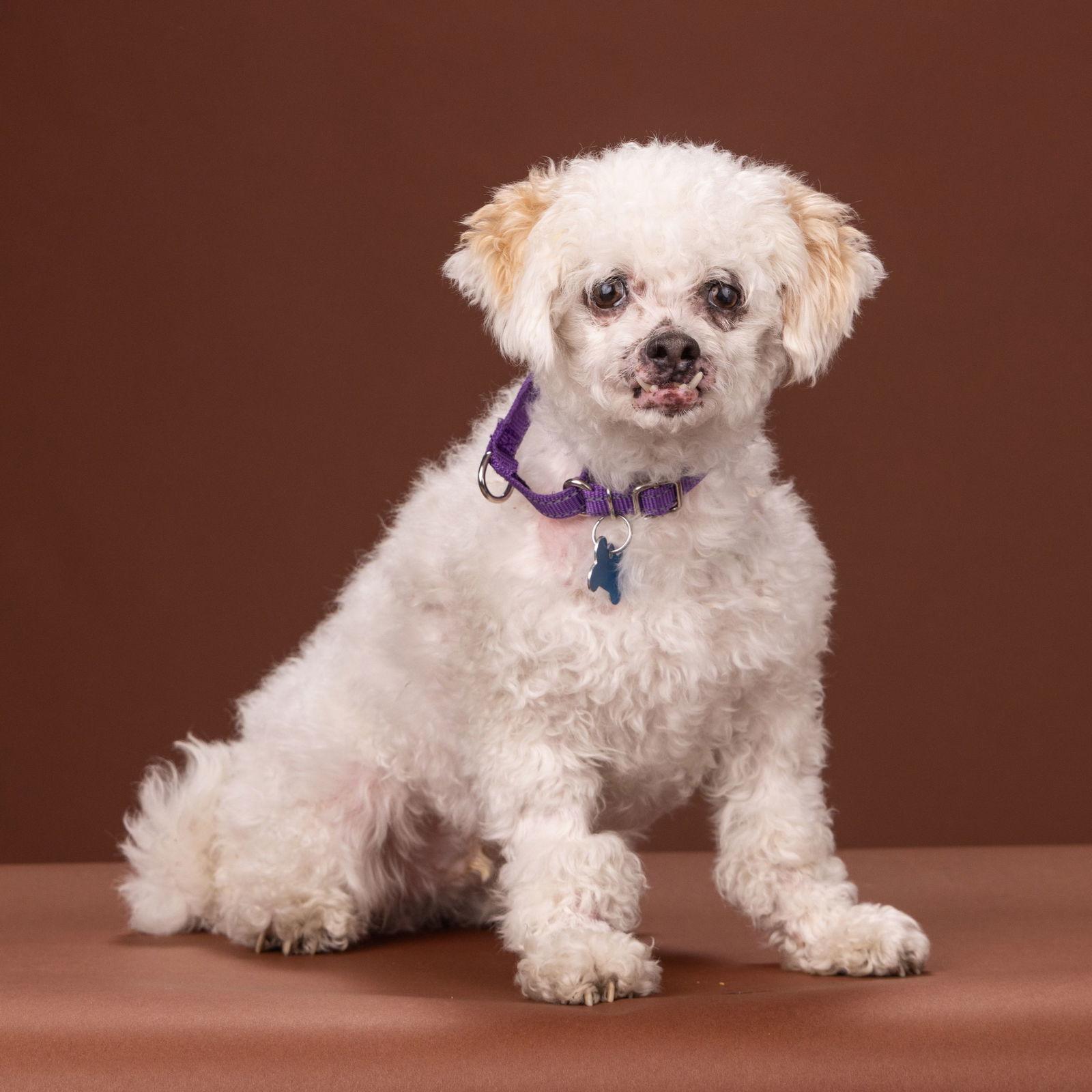 Enlarge Lambie, a Adoptable mixed breed in Palo Alto, CA image 3/3