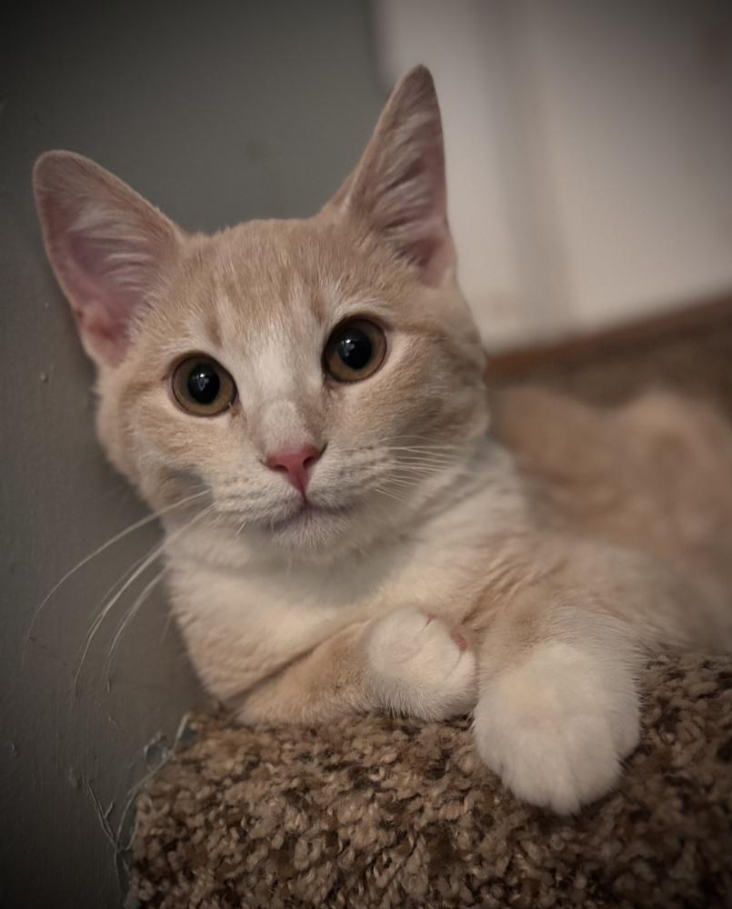 Cheddar Jack photo