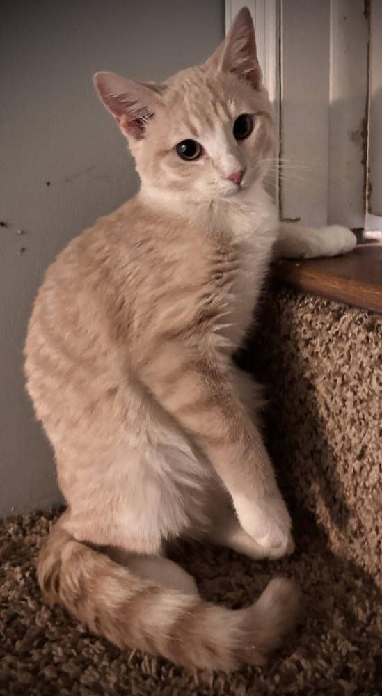 Enlarge Cheddar Jack, a Adoptable Domestic Short Hair in Omaha, NE image 2/2