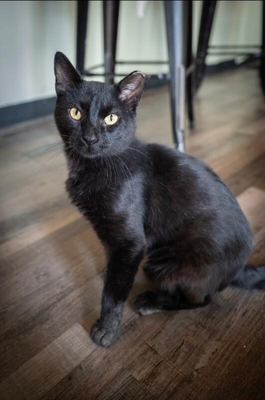 Enlarge Hector, a Adoptable Domestic Short Hair in Grand Rapids, MI image 1/3