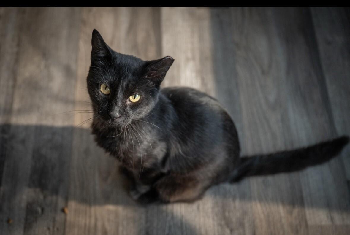 Enlarge Hector, a Adoptable Domestic Short Hair in Grand Rapids, MI image 2/3
