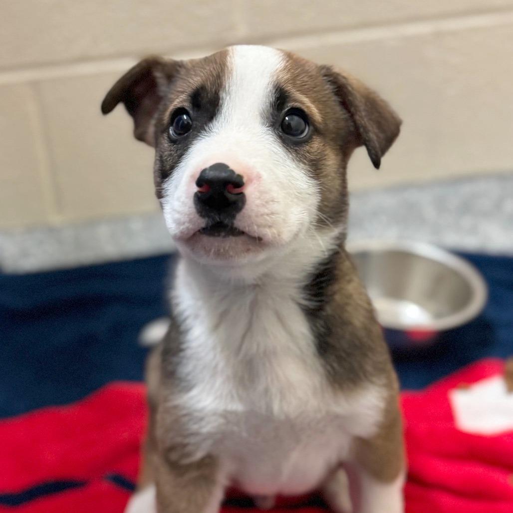 Enlarge Zion, a Adoptable Mixed Breed in Hendersonville, NC image 1/4
