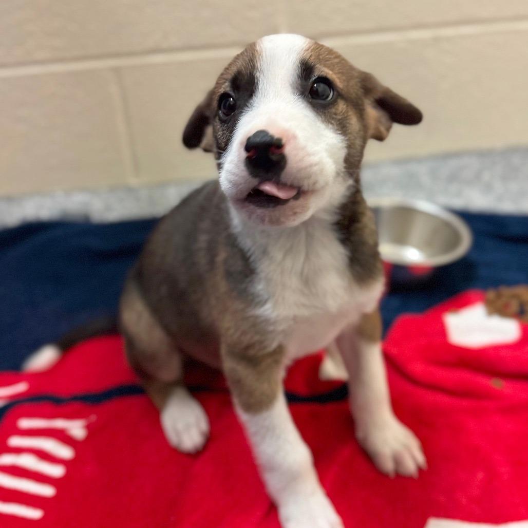 Enlarge Zion, a Adoptable Mixed Breed in Hendersonville, NC image 2/4