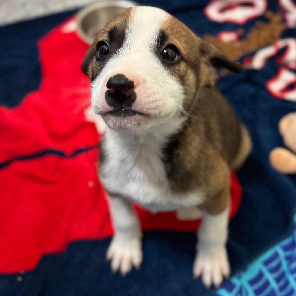 Enlarge Zion, a Adoptable Mixed Breed in Hendersonville, NC image 3/4