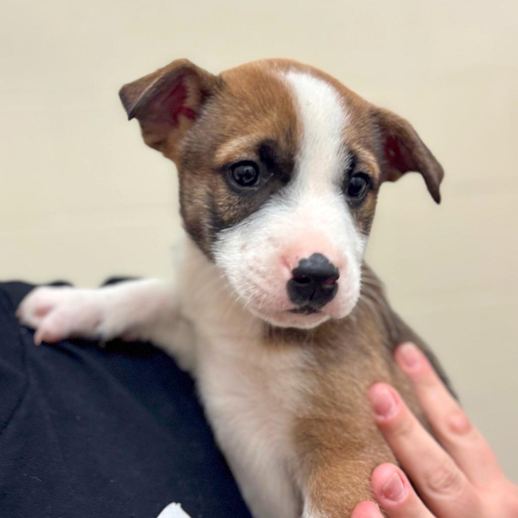 Enlarge Zion, a Adoptable Mixed Breed in Hendersonville, NC image 4/4