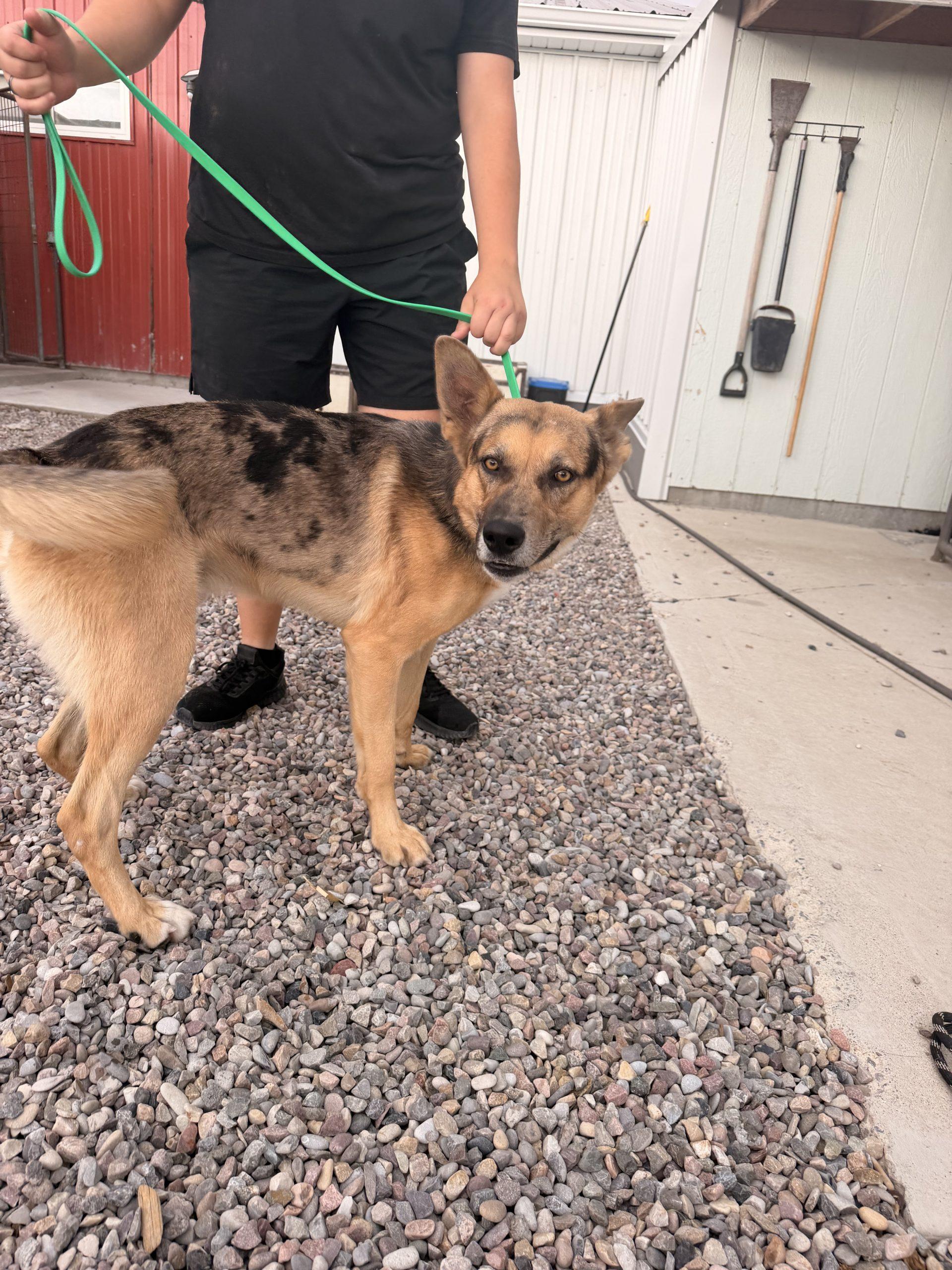 Shenzi, Adoptable, Puppy Male Mixed Breed.