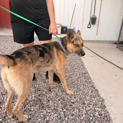 Enlarge Shenzi, a Adoptable mixed breed in Dillon, MT image 2/2