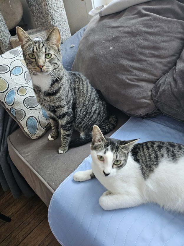 Phantom and Turvy, ADOPTABLE, Kitten Male Domestic Short Hair.