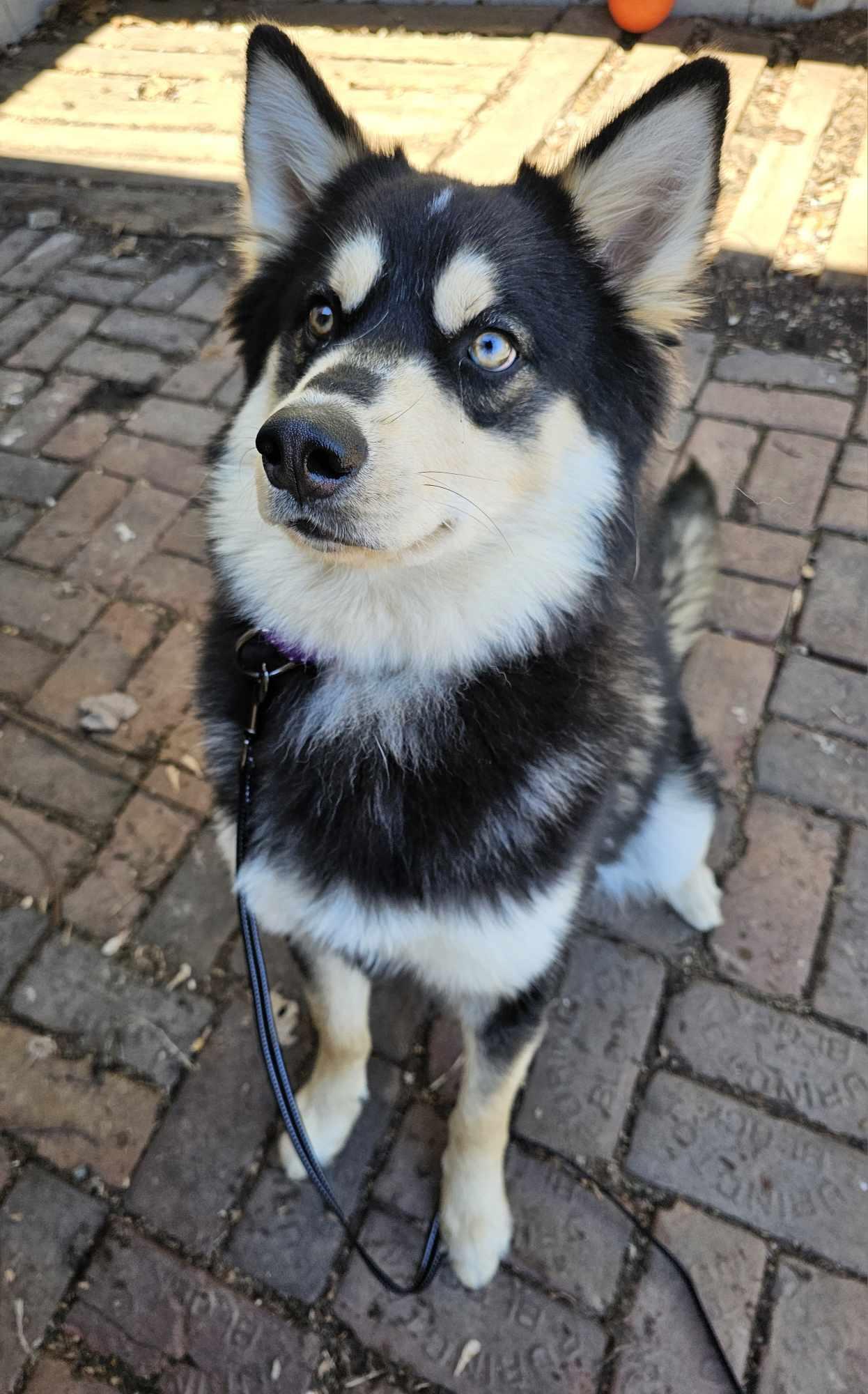 Enlarge Shadow Ben, a ADOPTABLE mixed breed in De Pere, WI image 1/4