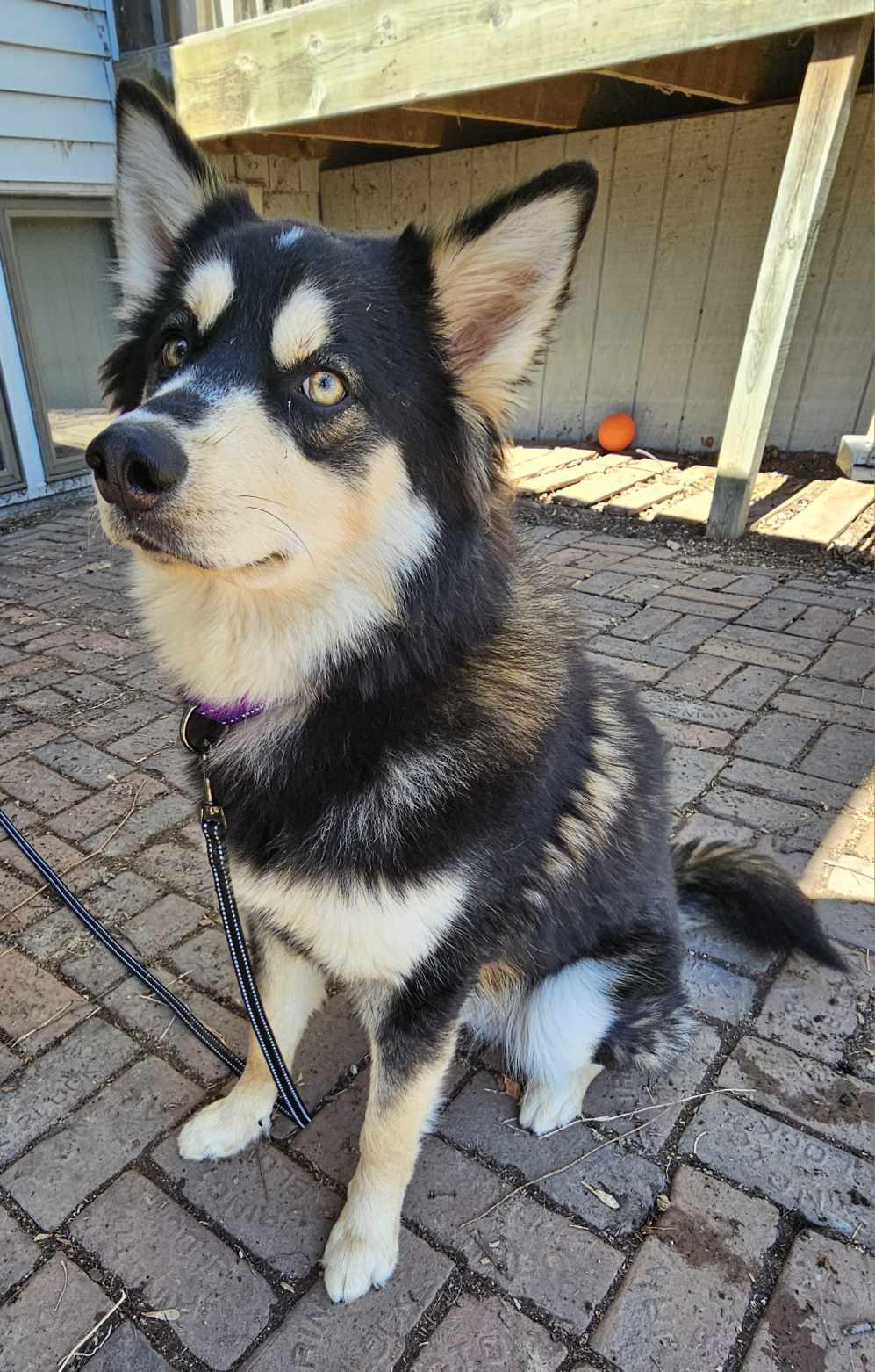 Enlarge Shadow Ben, a ADOPTABLE mixed breed in De Pere, WI image 3/4
