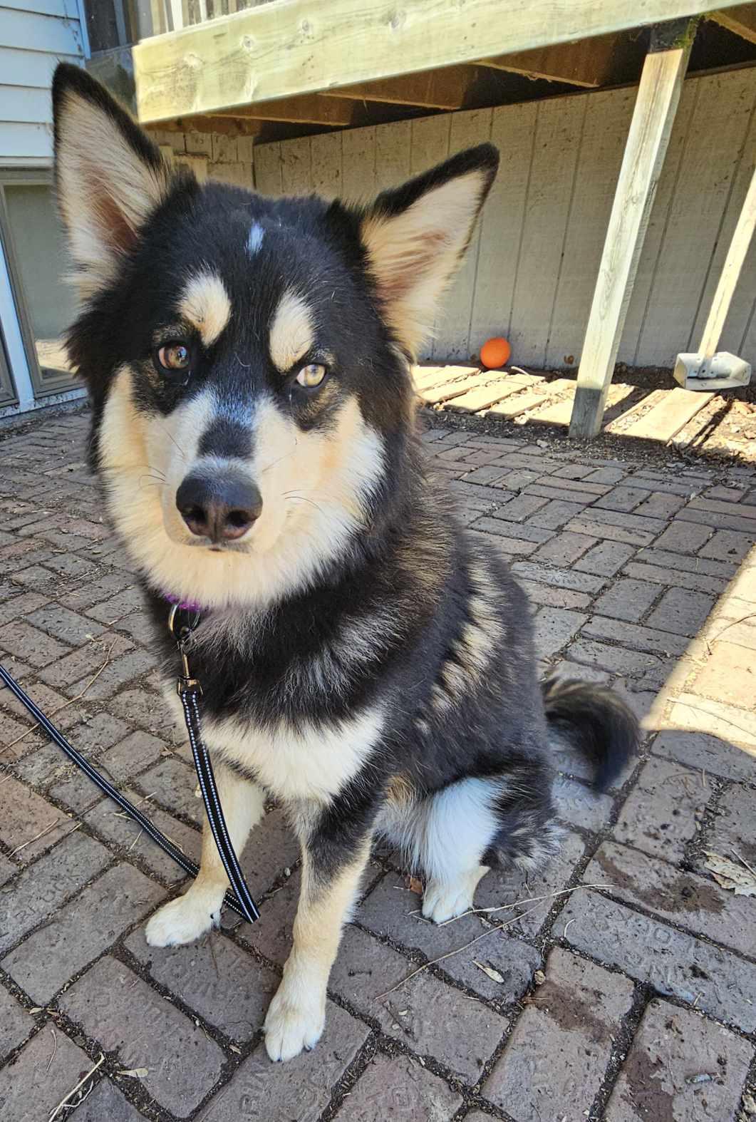 Enlarge Shadow Ben, a ADOPTABLE mixed breed in De Pere, WI image 2/4