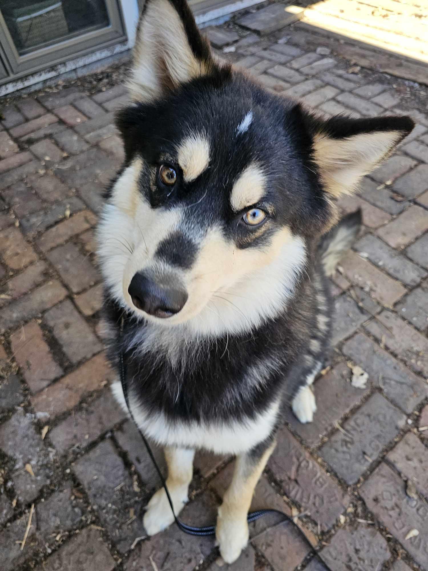 Enlarge Shadow Ben, a ADOPTABLE mixed breed in De Pere, WI image 4/4