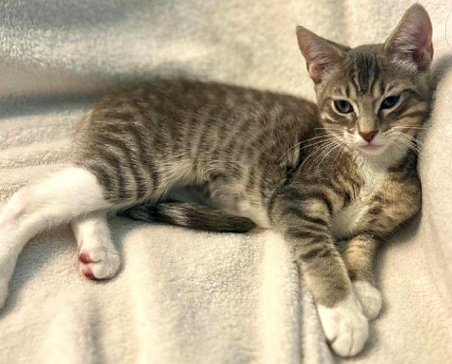 LEVI, a Adoptable Domestic Short Hair in Powder Springs, GA image 2/3