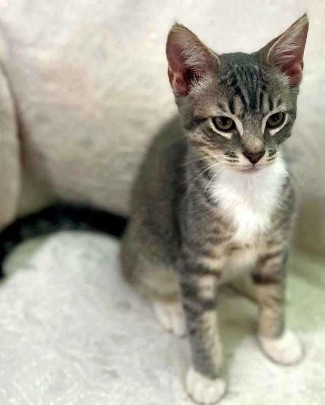 LEVI, a Adoptable Domestic Short Hair in Powder Springs, GA image 3/3