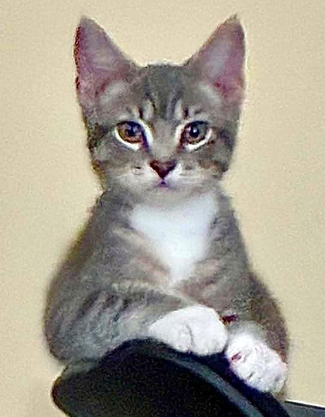 LEVI, a Adoptable Domestic Short Hair in Powder Springs, GA image 1/3
