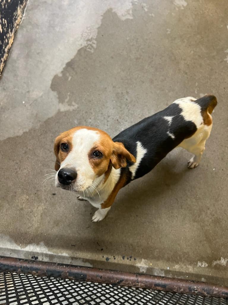 Enlarge Banana, a Adopted mixed breed in Murray, KY image 1/1