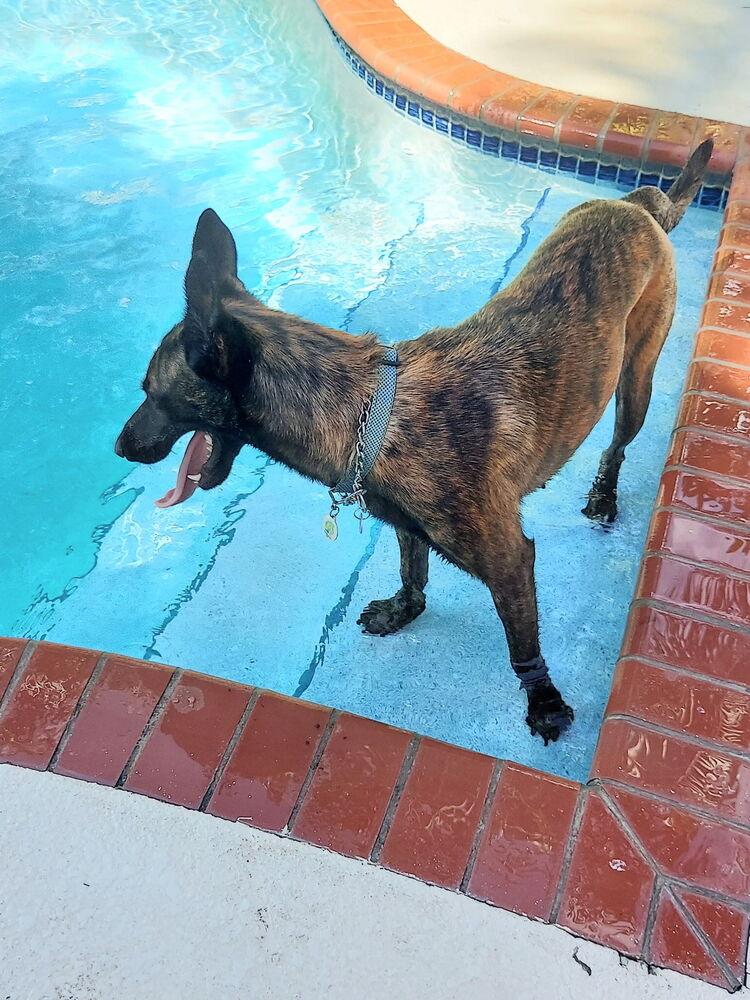 Lilah - Located in Virginia, Adoptable, Young Female Dutch Shepherd.