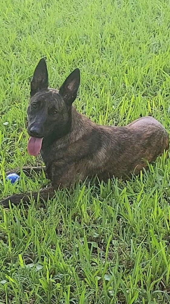 Enlarge Lilah - Located in Virginia, a Adoptable Dutch Shepherd in Imlay City, MI image 2/2