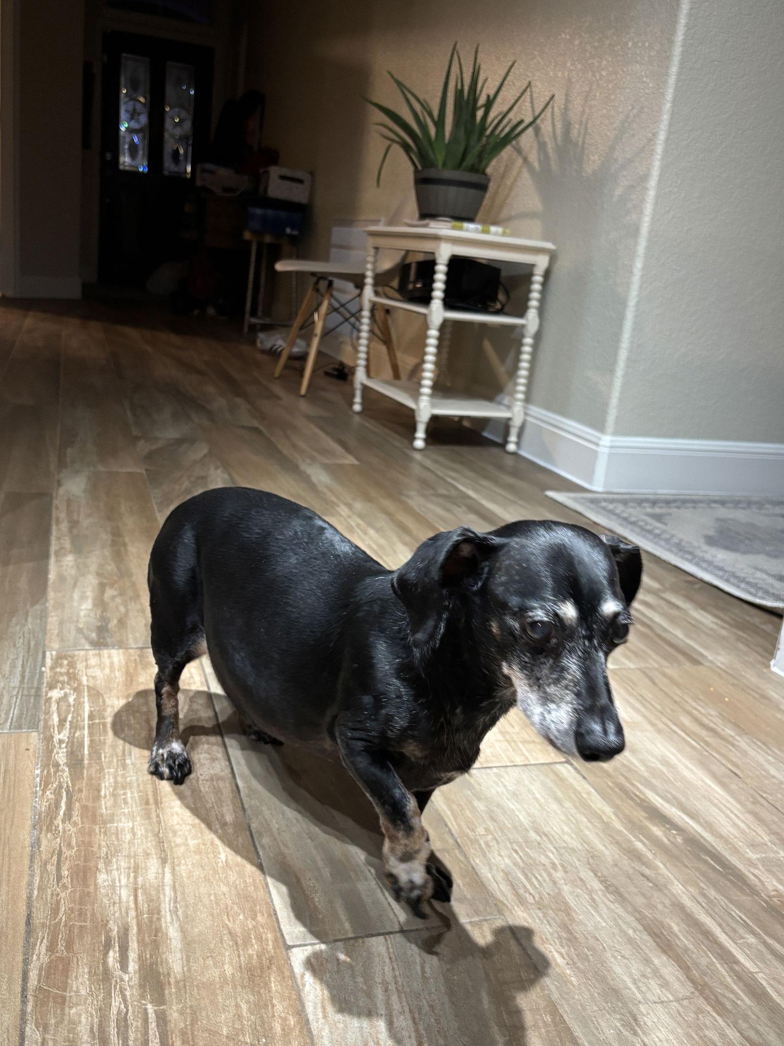 Enlarge Wellington, a Adoptable Dachshund in Austin, TX image 1/3