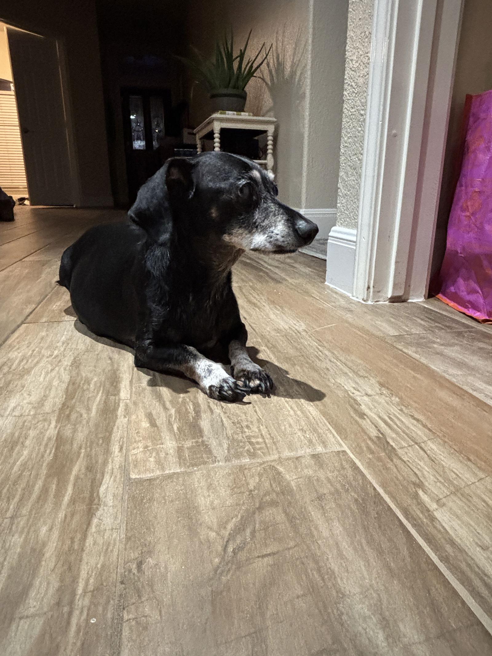 Enlarge Wellington, a Adoptable Dachshund in Austin, TX image 2/3