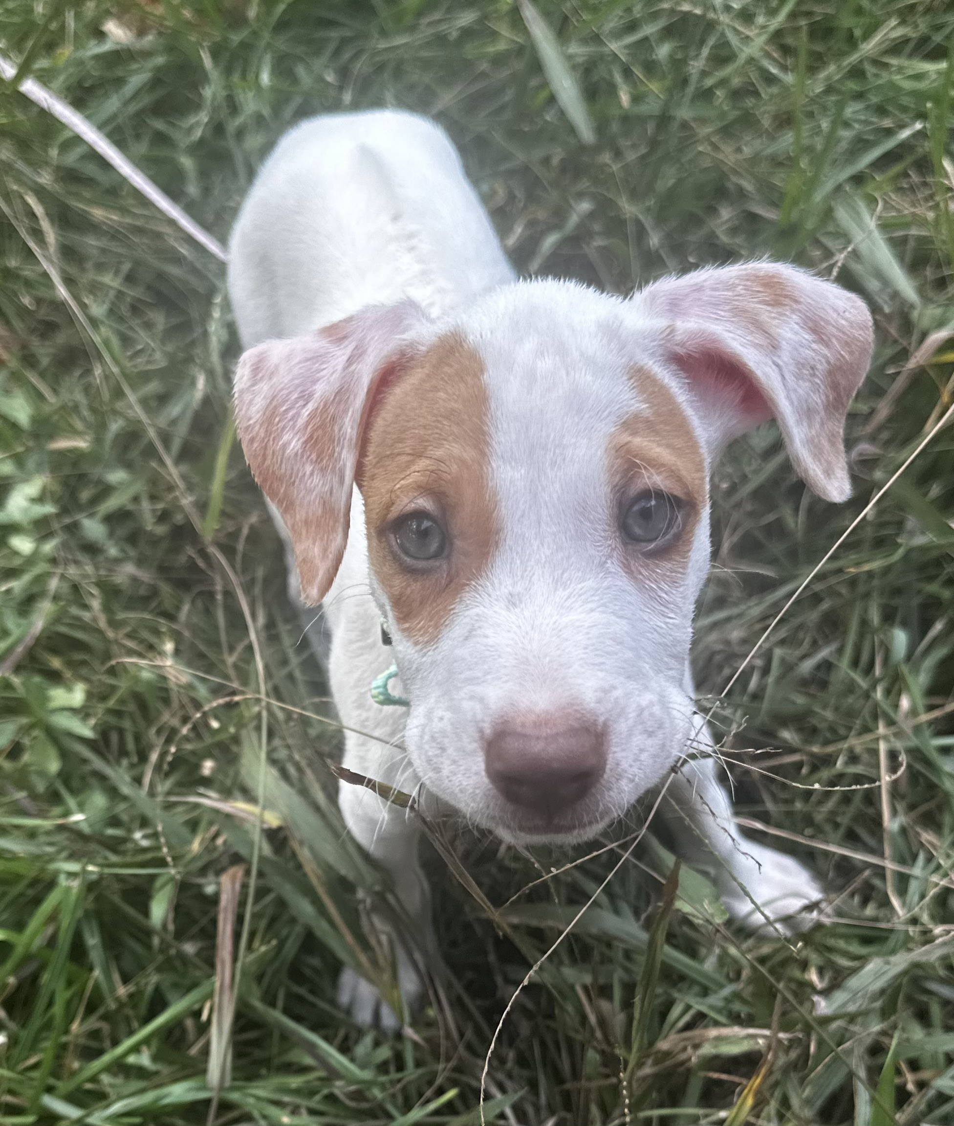 Dog for adoption Luigi, a Terrier & Pointer Mix in GROVE CITY , PA