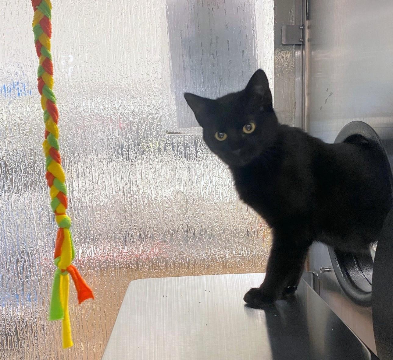 Jellybean A214150, adopted, Kitten Female Domestic Short Hair.