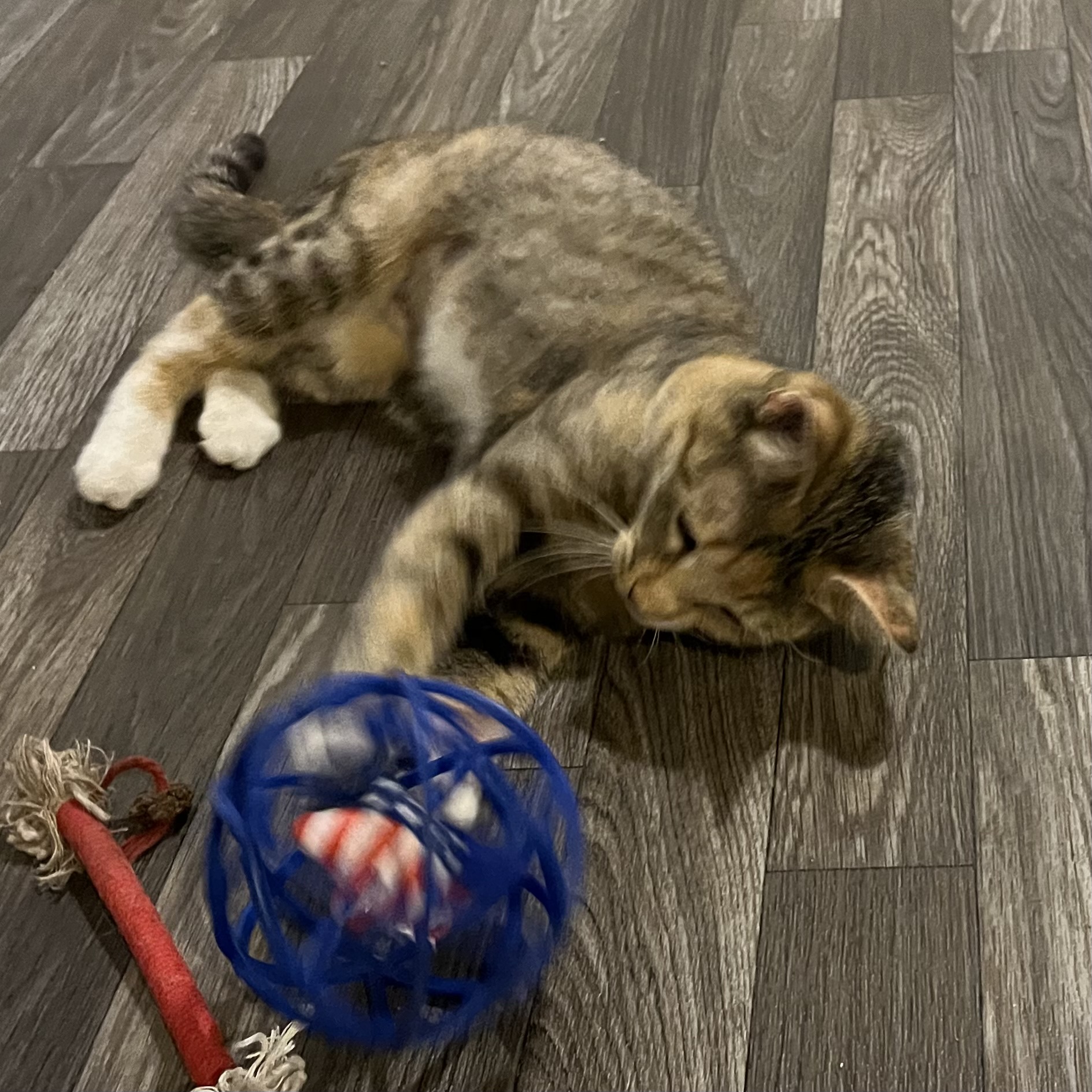 Cat for adoption Tilly, a Domestic Short Hair in Lake Geneva, WI