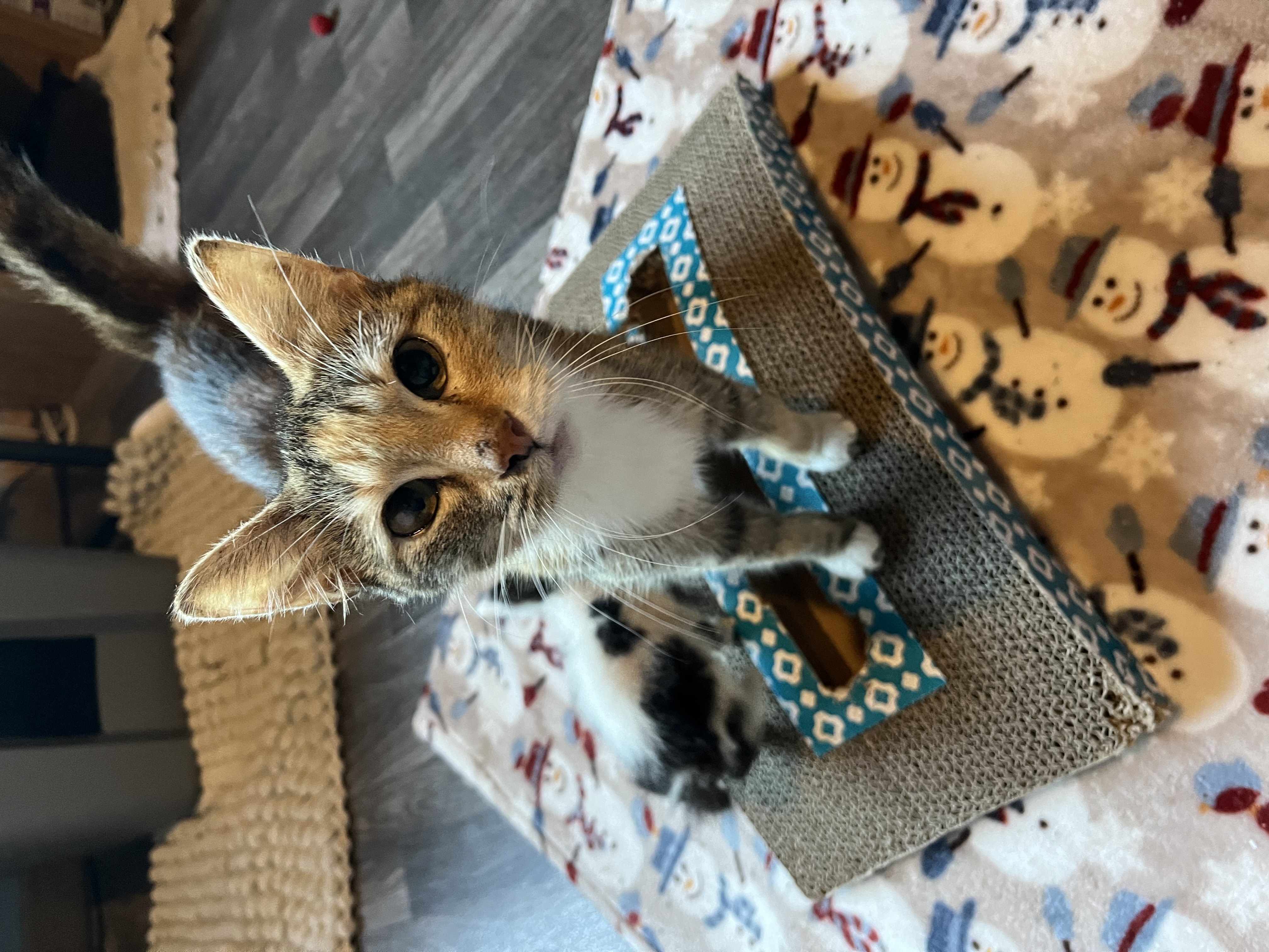 Cat for adoption Tilly, a Domestic Short Hair in Lake Geneva, WI