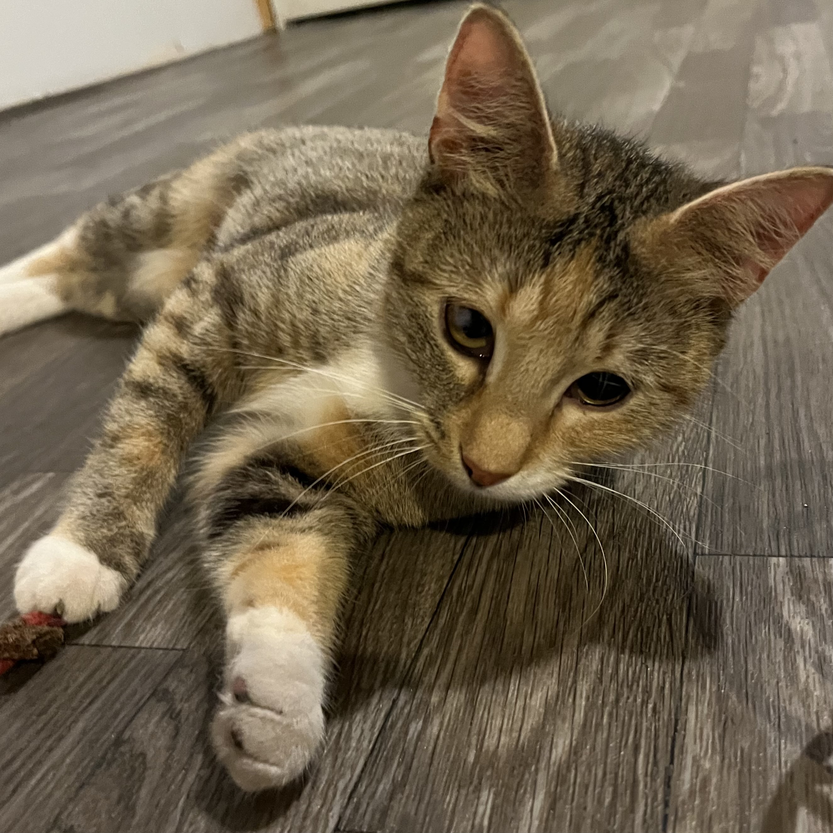 Cat for adoption Tilly, a Domestic Short Hair in Lake Geneva, WI