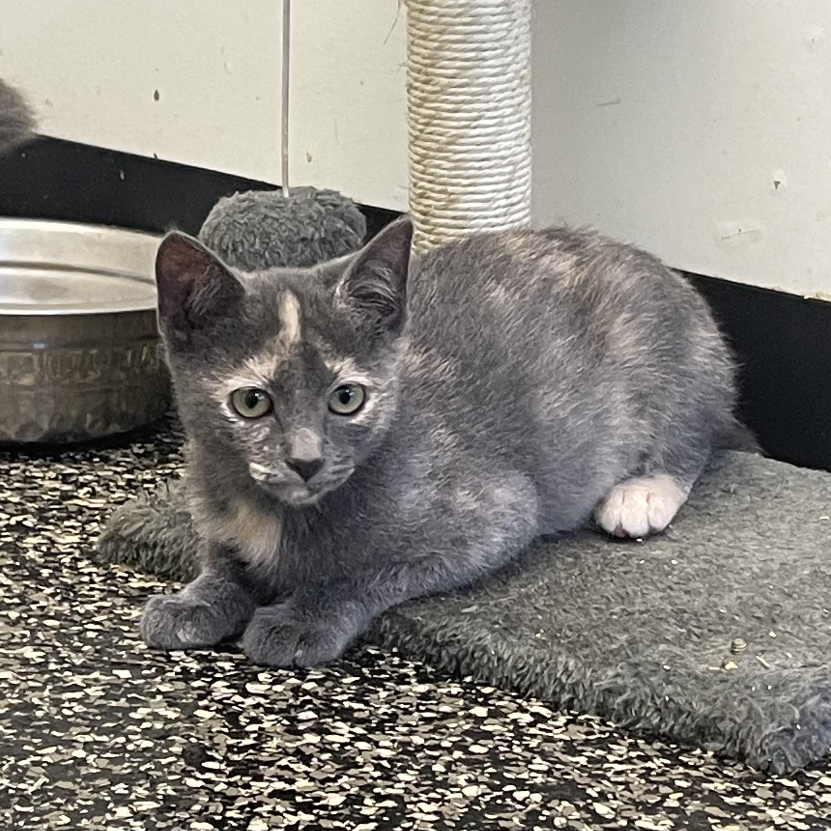 Enlarge Genevieve, a Adopted Tortoiseshell in McKenzie, TN image 2/6