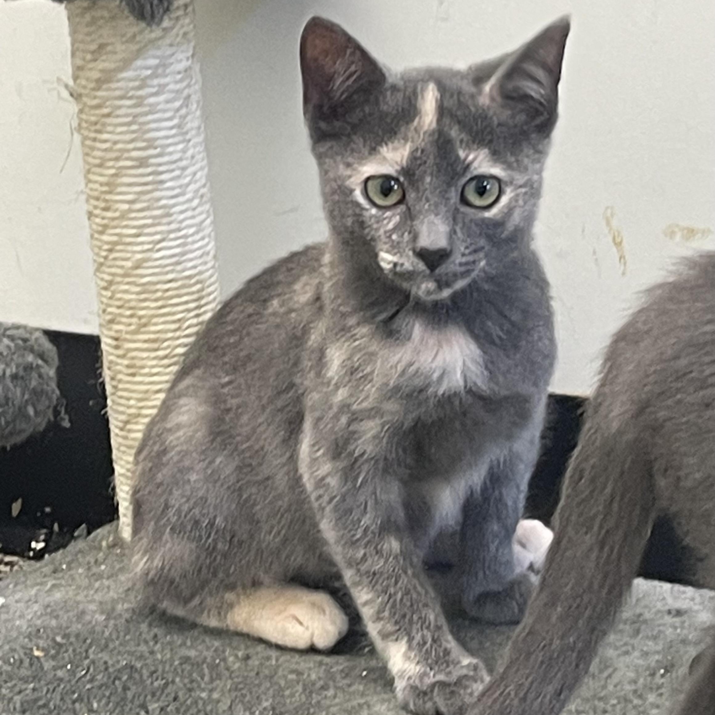 Genevieve, Adopted, Kitten Female Tortoiseshell.