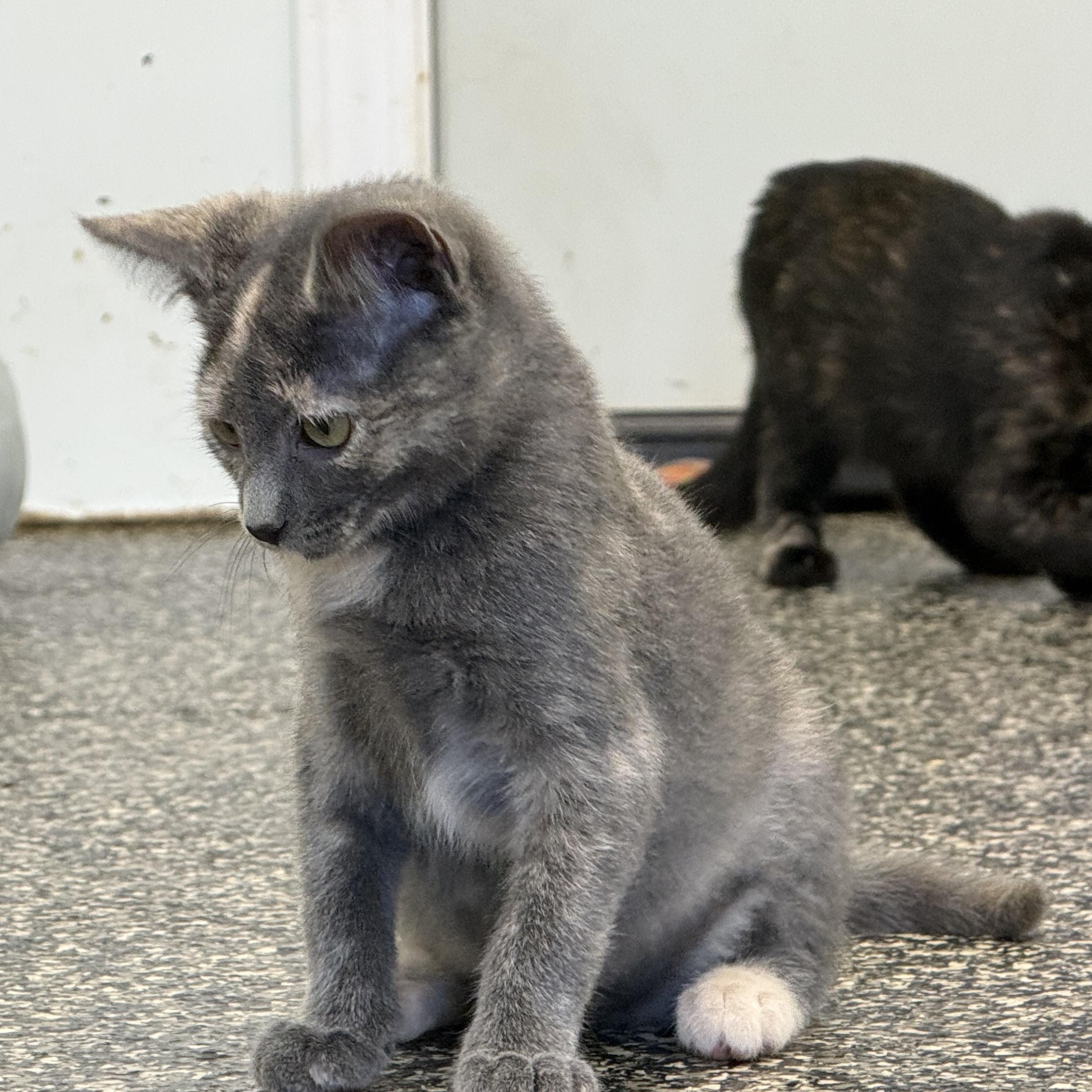 Enlarge Genevieve, a Adopted Tortoiseshell in McKenzie, TN image 3/6