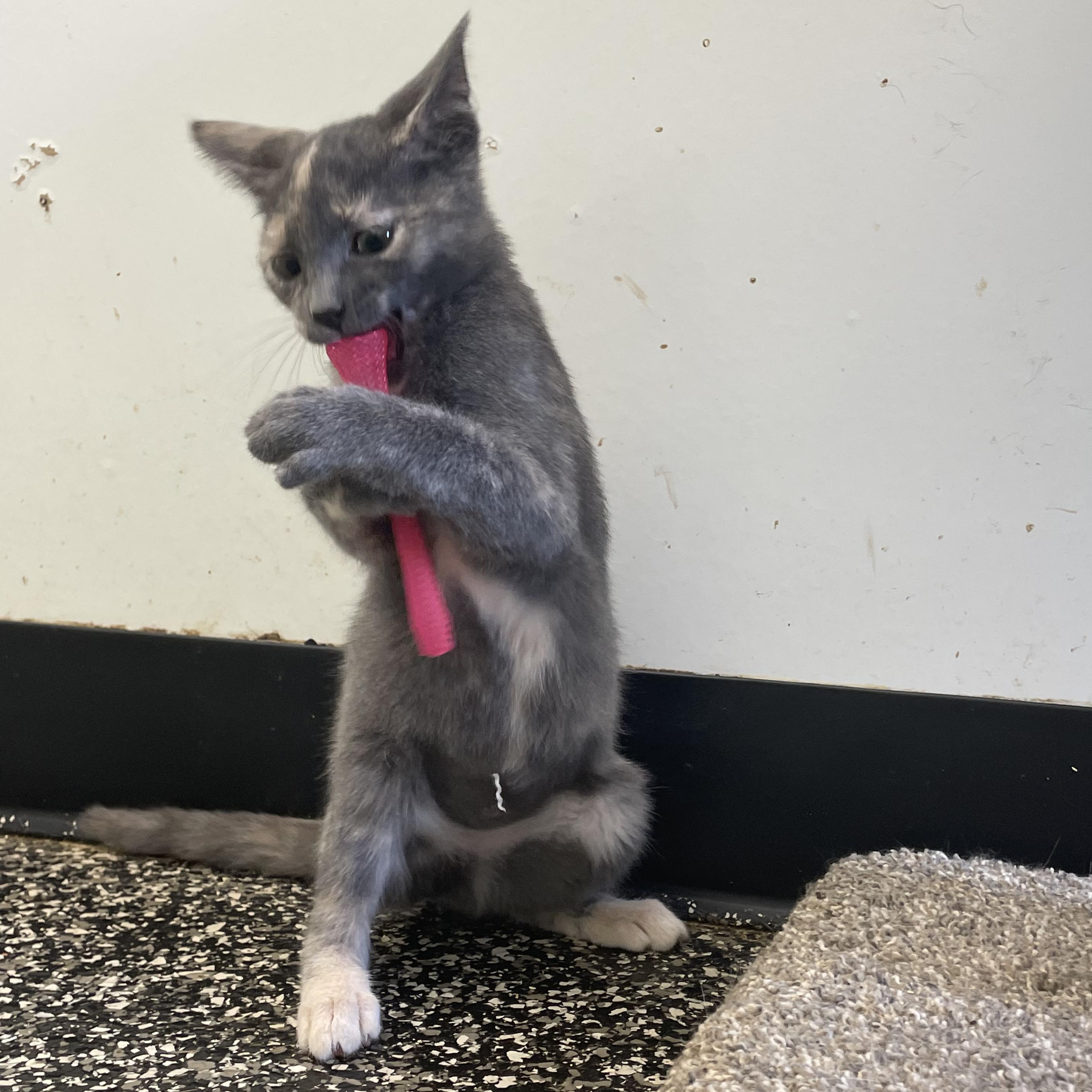 Enlarge Genevieve, a Adopted Tortoiseshell in McKenzie, TN image 5/6