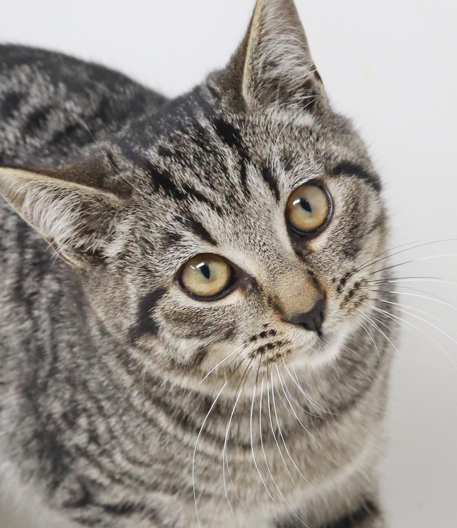 Doc - she's a dorky doofy sweetie!  OLD ENOUGH TO GO SOLO TOO