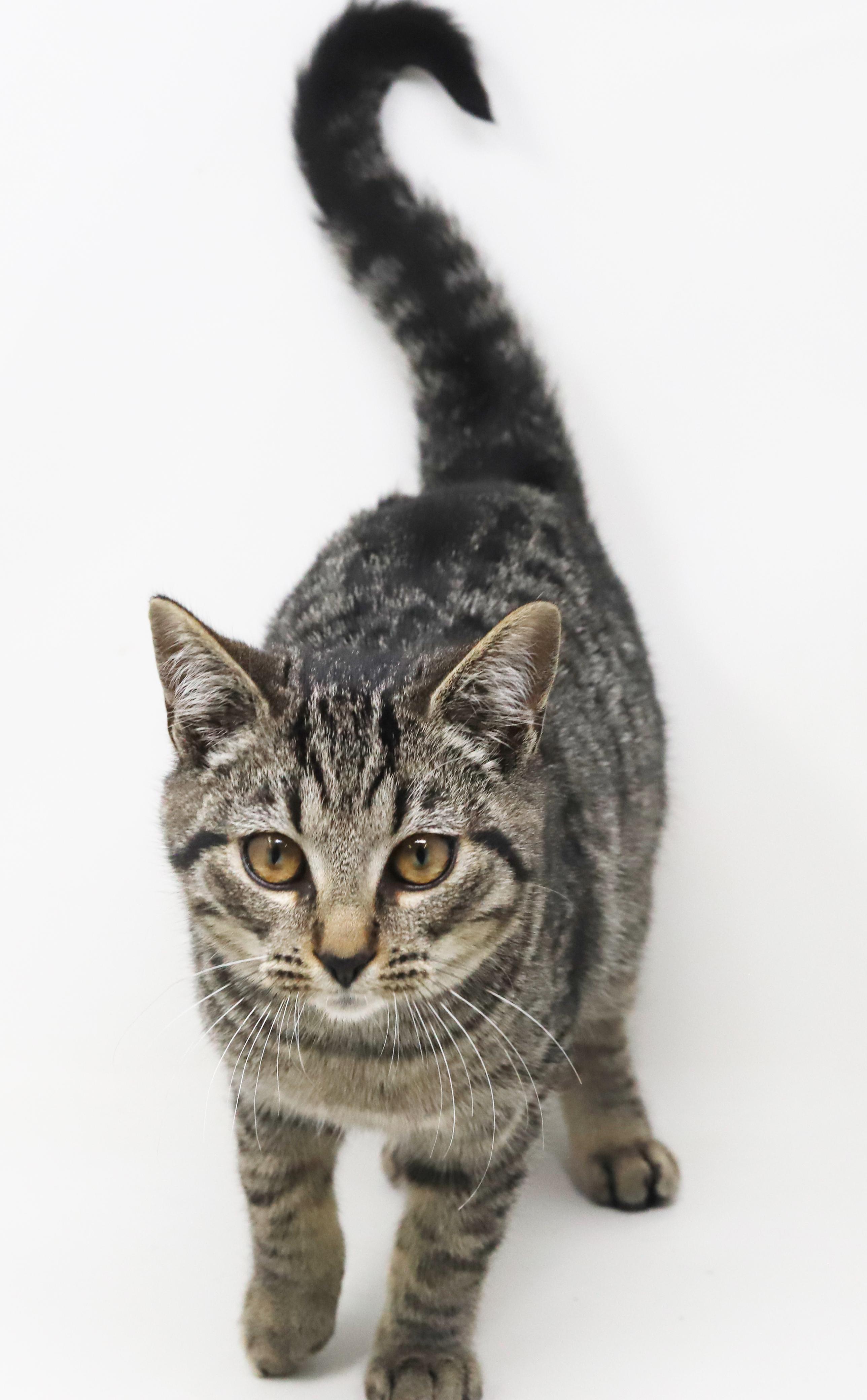 Doc - she's a dorky doofy sweetie!  OLD ENOUGH TO GO SOLO TOO