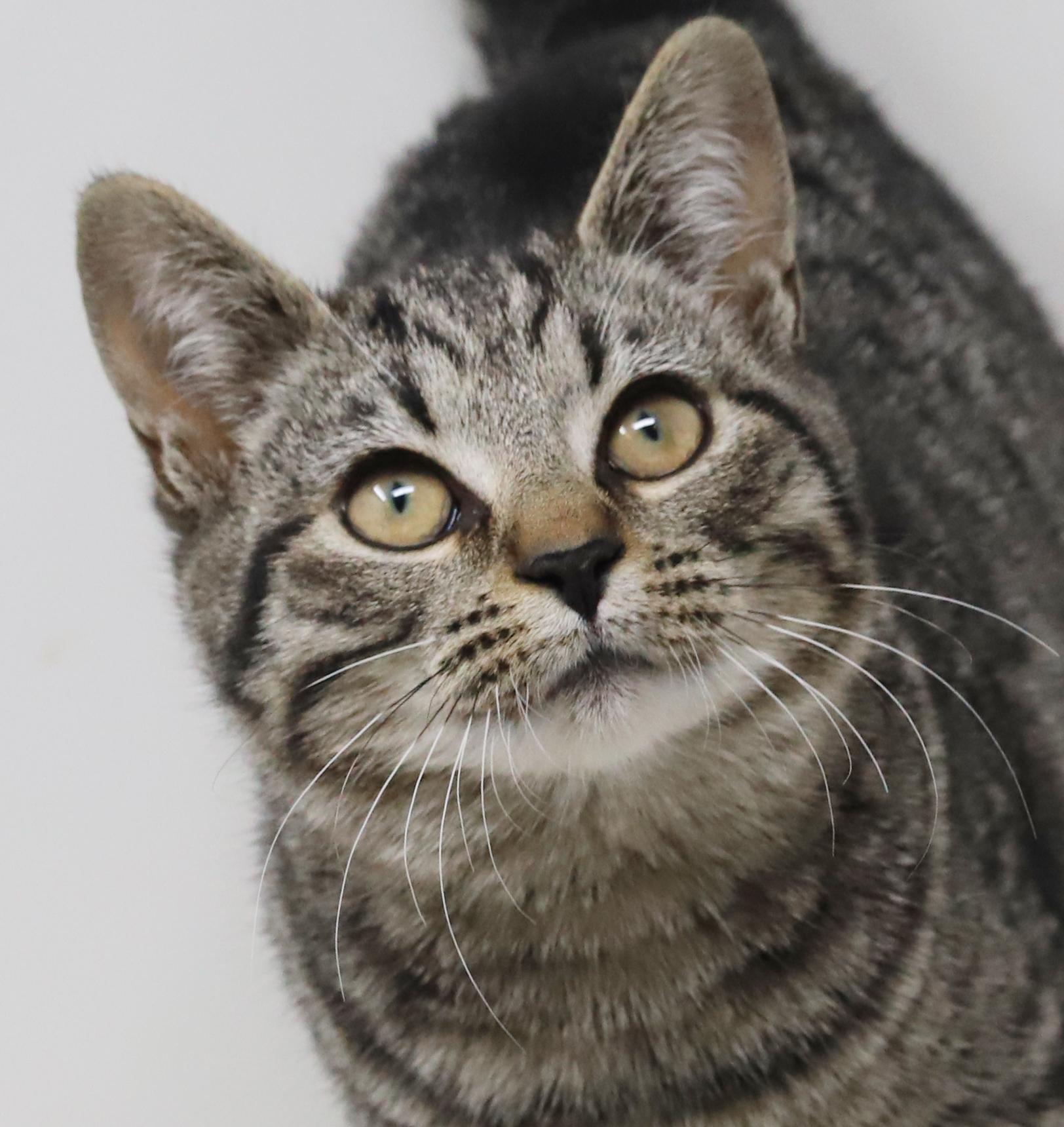 Doc - she's a dorky doofy sweetie!  OLD ENOUGH TO GO SOLO TOO