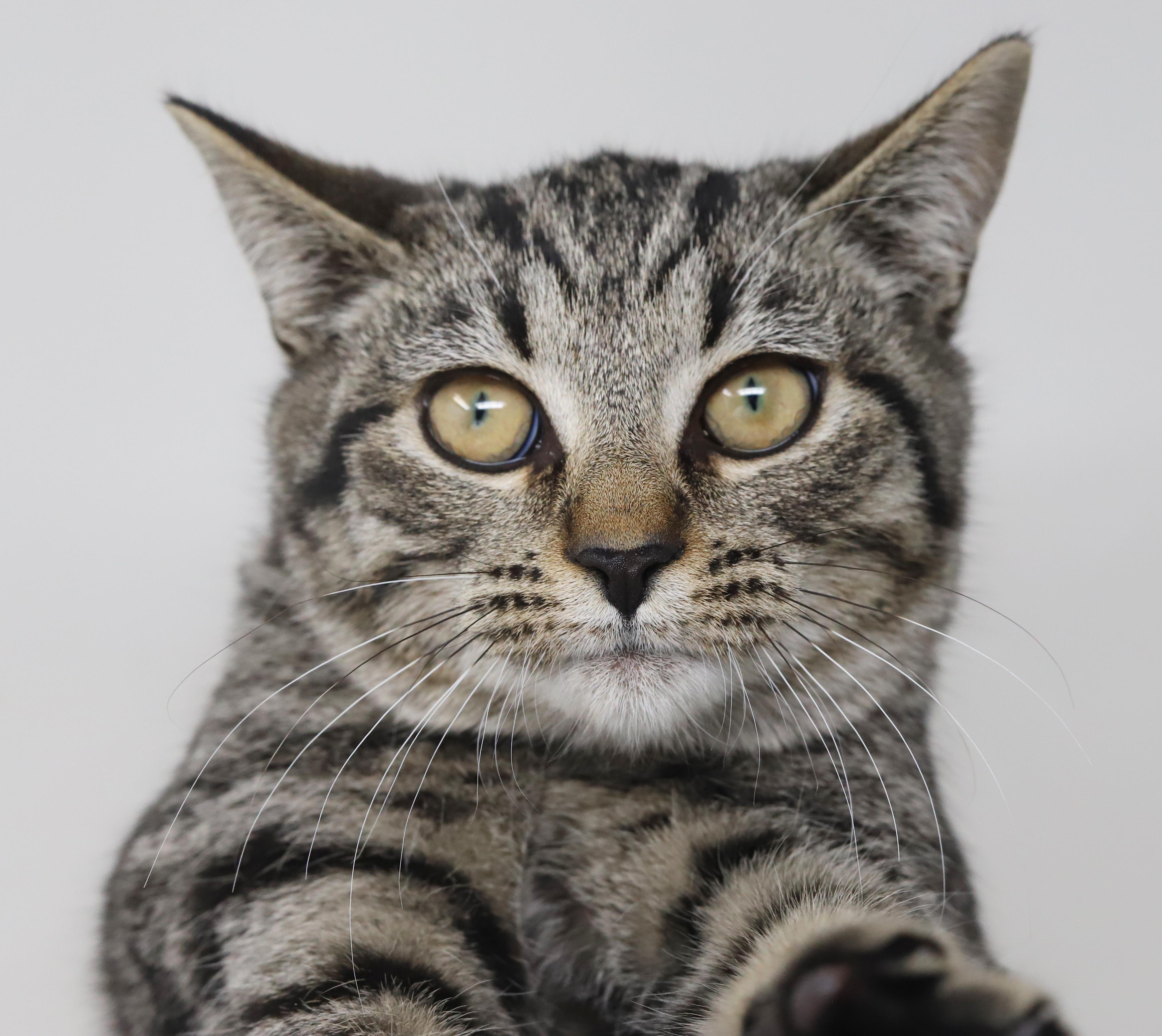 Doc - she's a dorky doofy sweetie!  OLD ENOUGH TO GO SOLO TOO