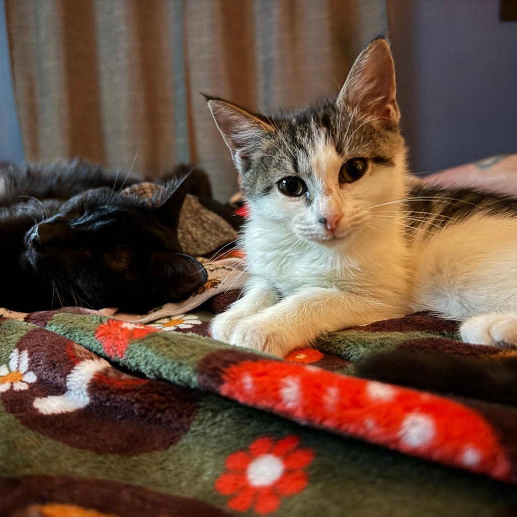 Cleo, Adoptable, Kitten Female Domestic Short Hair.