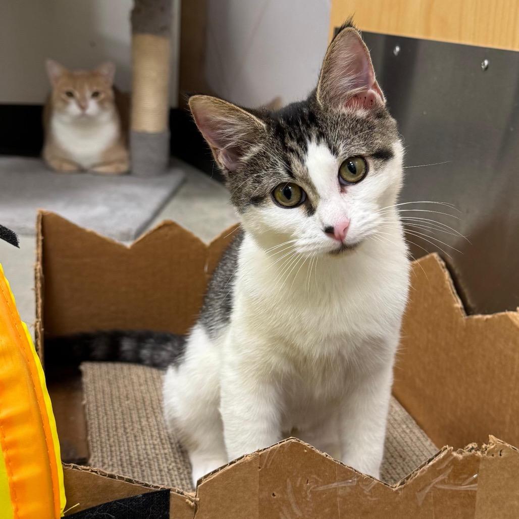 Cleo, a Adoptable Domestic Short Hair in Jupiter, FL image 2/6