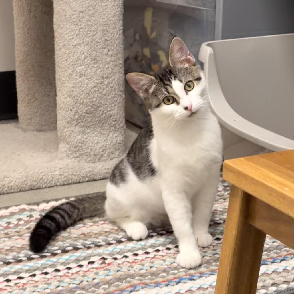 Cleo, a Adoptable Domestic Short Hair in Jupiter, FL image 3/6