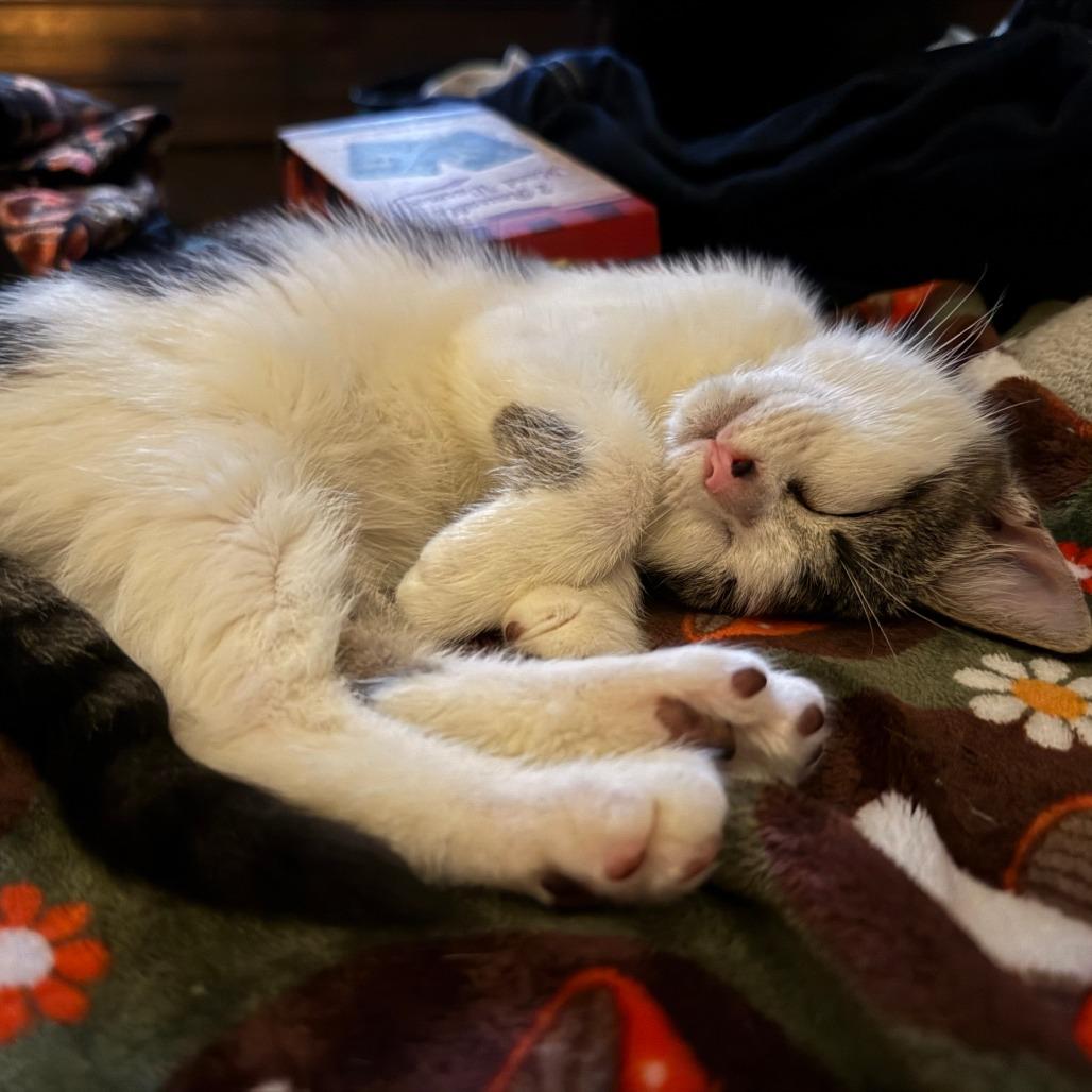 Cleo, a Adoptable Domestic Short Hair in Jupiter, FL image 4/6