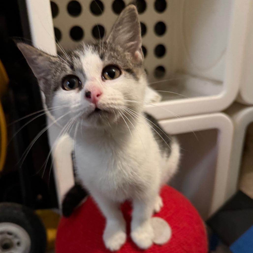 Cleo, a Adoptable Domestic Short Hair in Jupiter, FL image 5/6