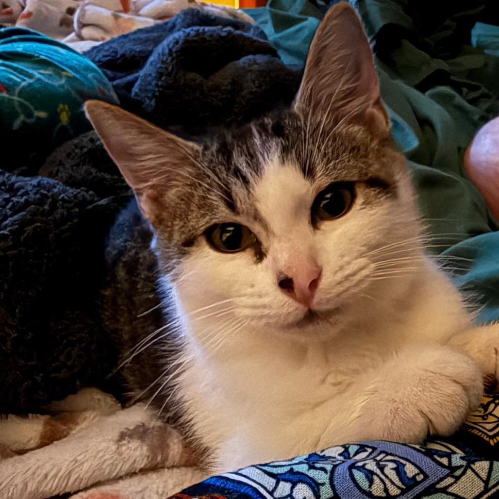 Cleo, a Adoptable Domestic Short Hair in Jupiter, FL image 6/6