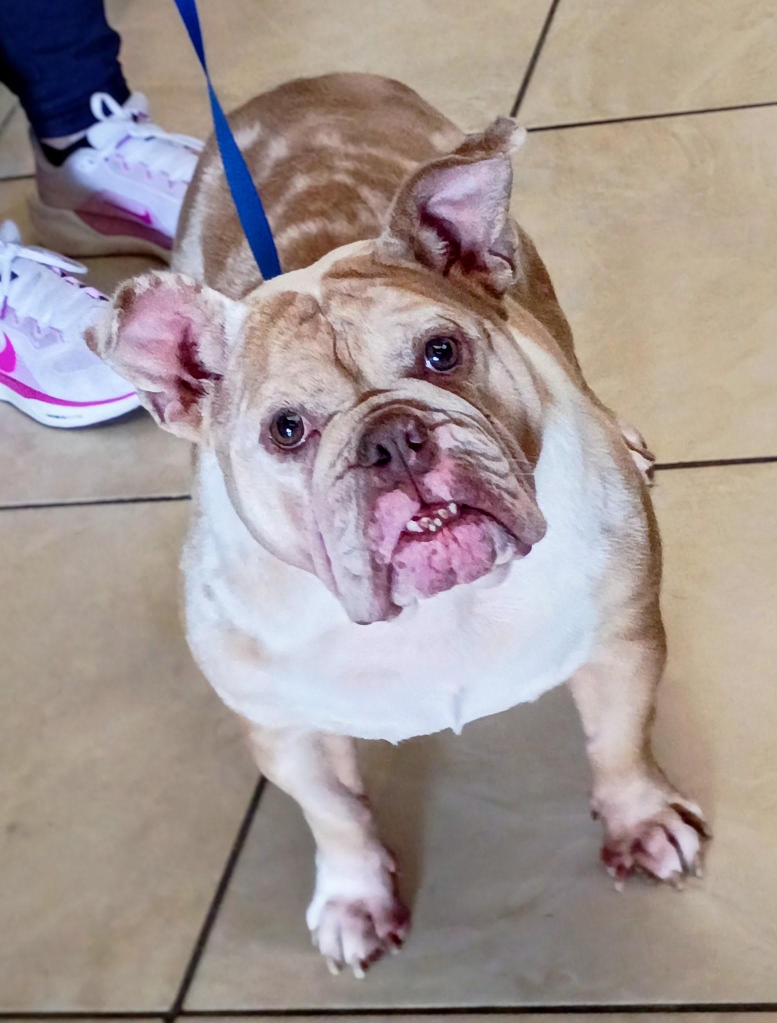 Enlarge Peaches, an adopted English Bulldog in Folsom, CA image 2/2