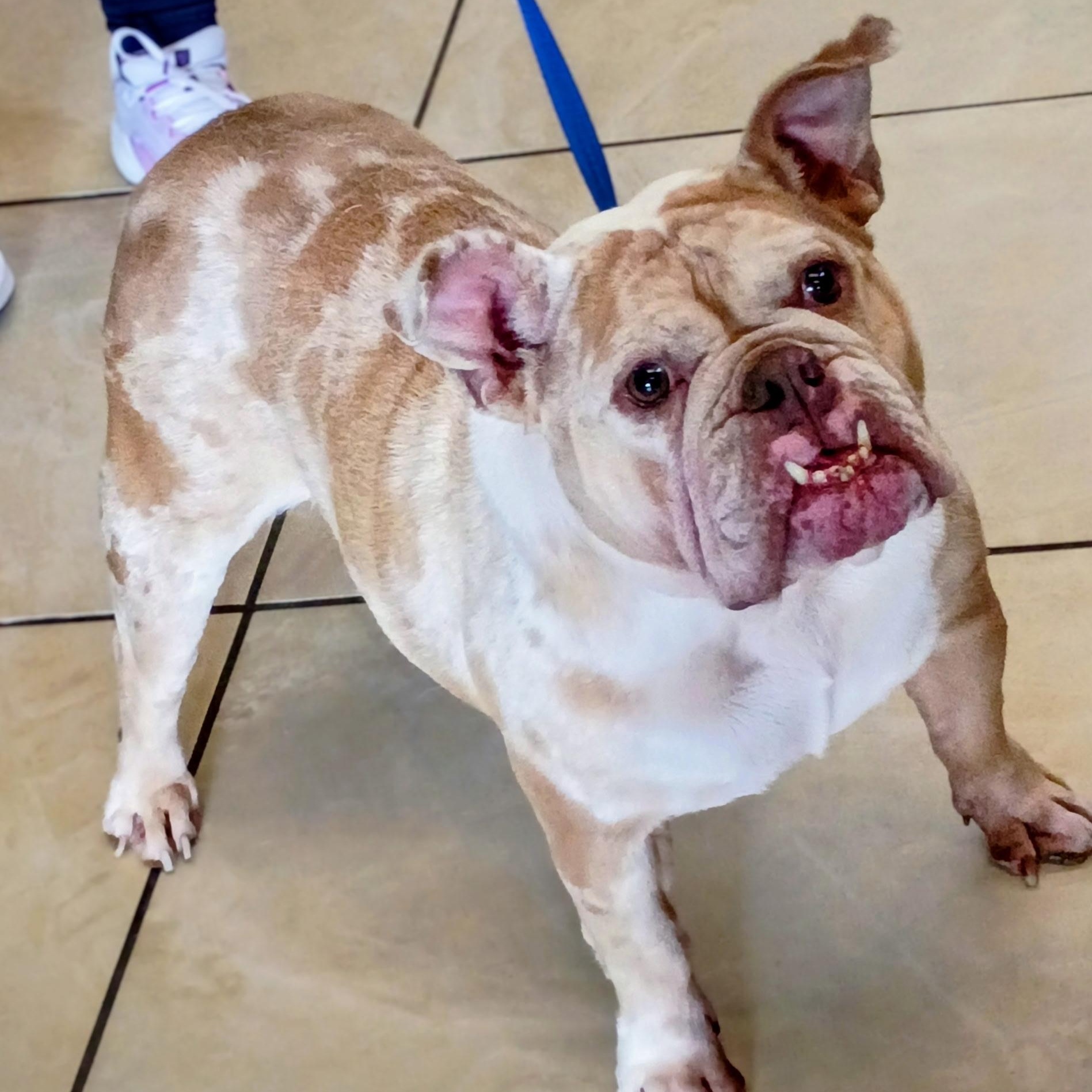 Enlarge Peaches, an adopted English Bulldog in Folsom, CA image 1/2