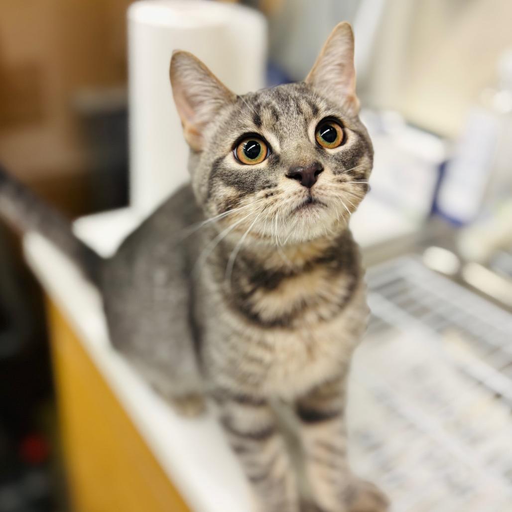 Skip, Adoptable, Young Male Domestic Short Hair.