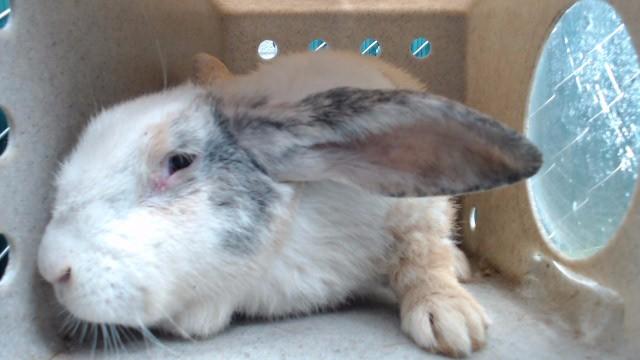 Enlarge SAMMY, a Adoptable Bunny Rabbit in Downey, CA image 1/1